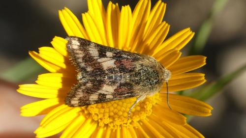 Réf. 362 142 : Schinia cardui